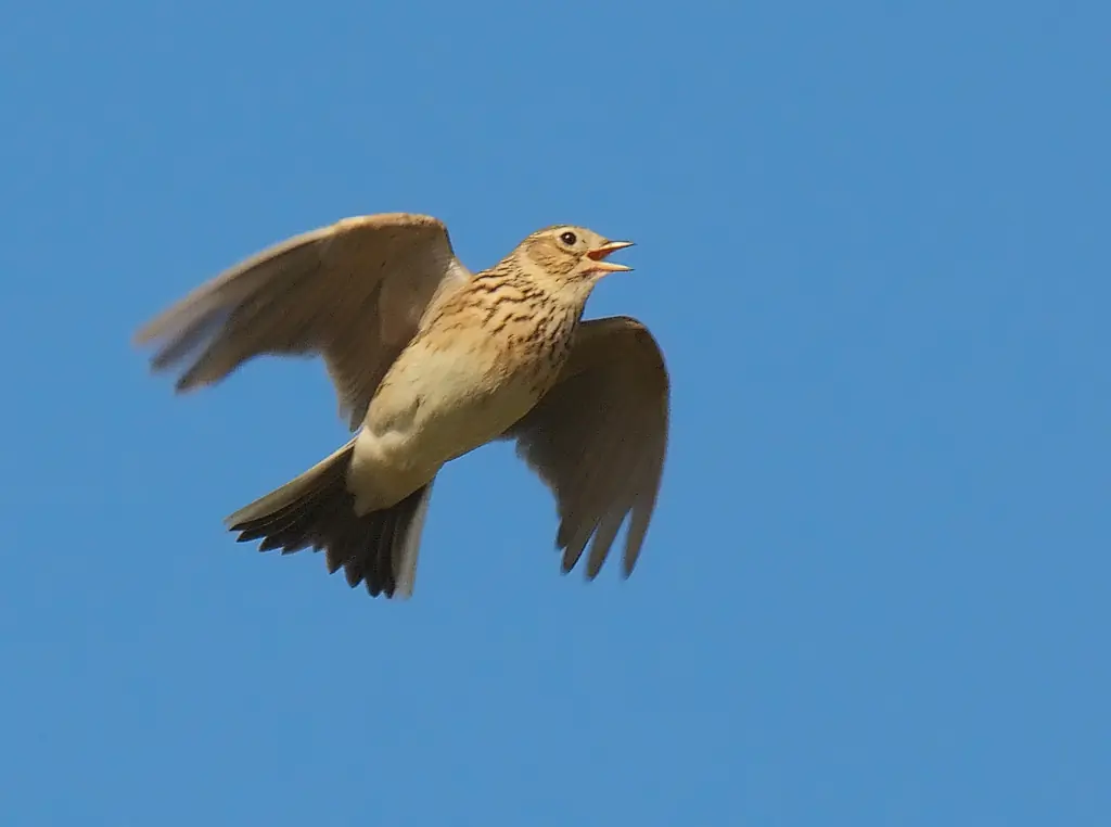 Sky Lark. In the midst of the familiar singing flight. Has an anonymous mottled, brown plumage.