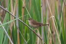 Savi's Warbler