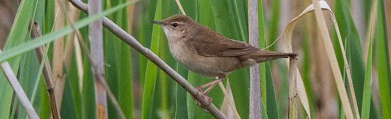 Savi's Warbler. Here sitting in a reed forest. Brown plumage and lighter underside.