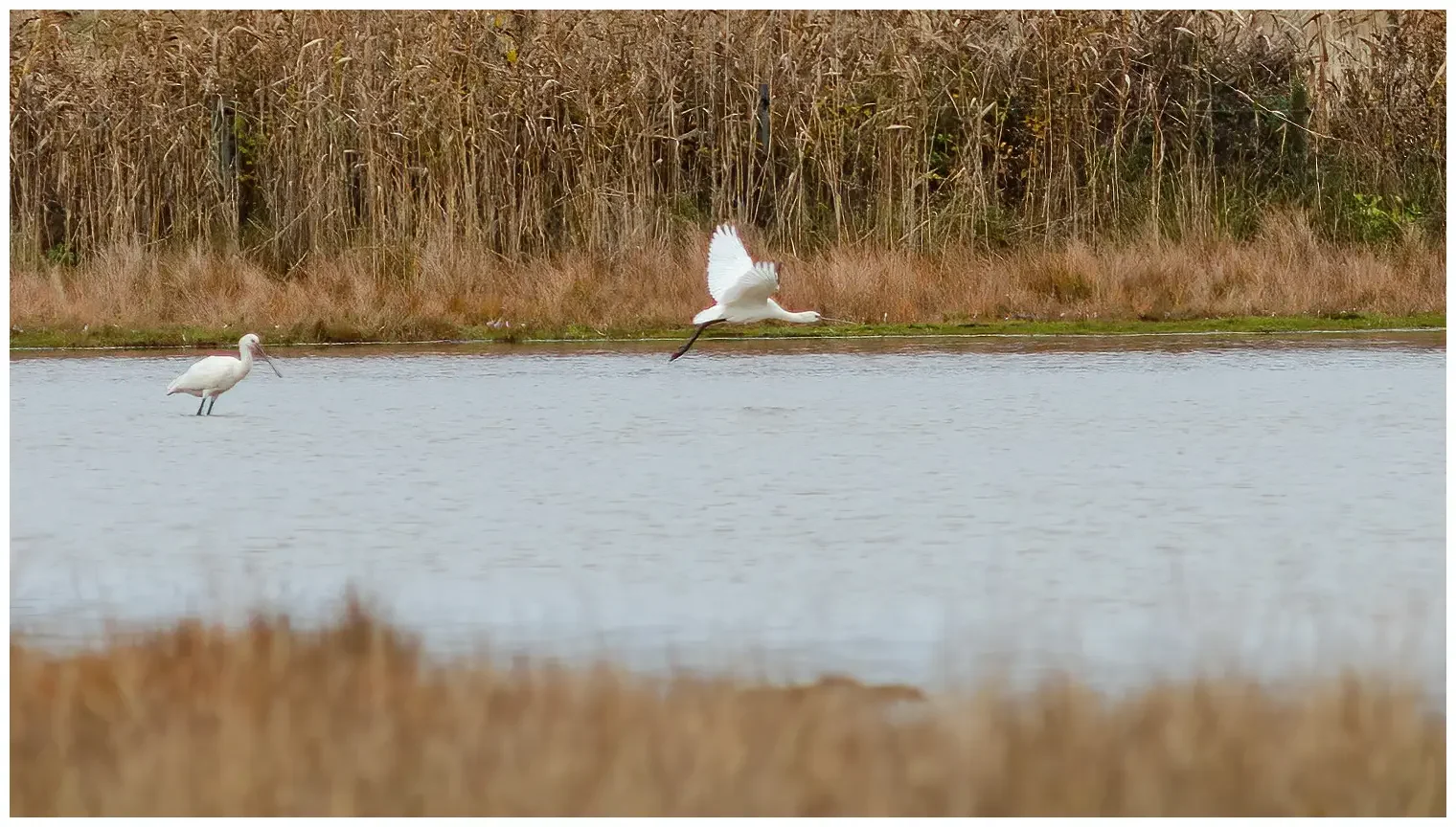 Spoonbill