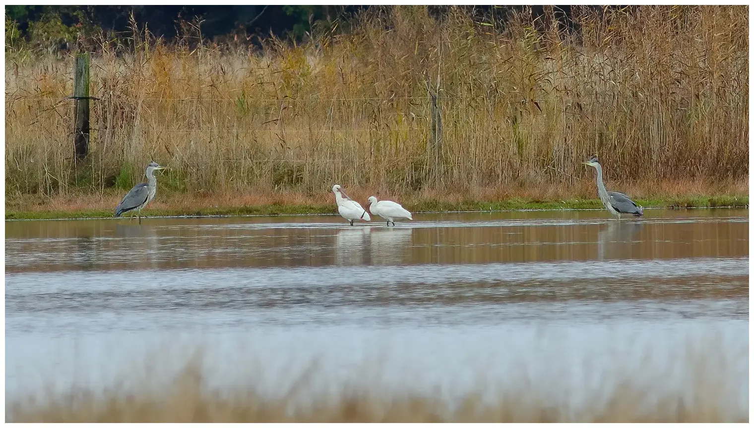 Spoonbill
