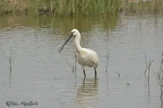 Spoonbill
