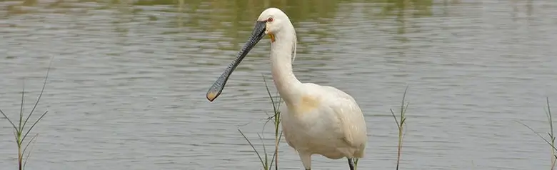 Spoonbill