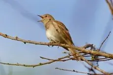 Nightingale