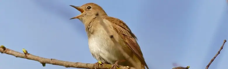 Nightingale. Sitting on a branch and clearly singing its well-known song. Its beak is open.