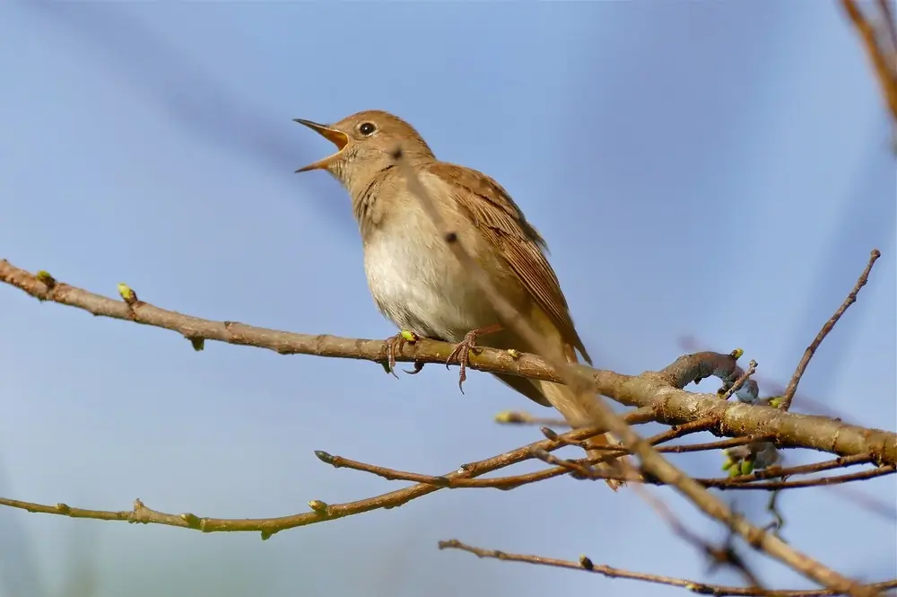 Nightingale. Sitting on a branch and clearly singing its well-known song. Its beak is open.