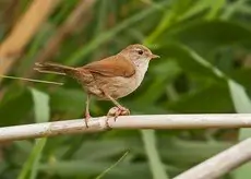 Cetti's Warbler