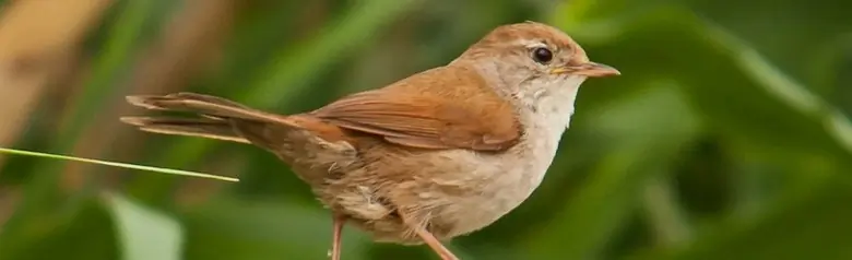 Cetti's Warbler