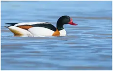 Shelduck