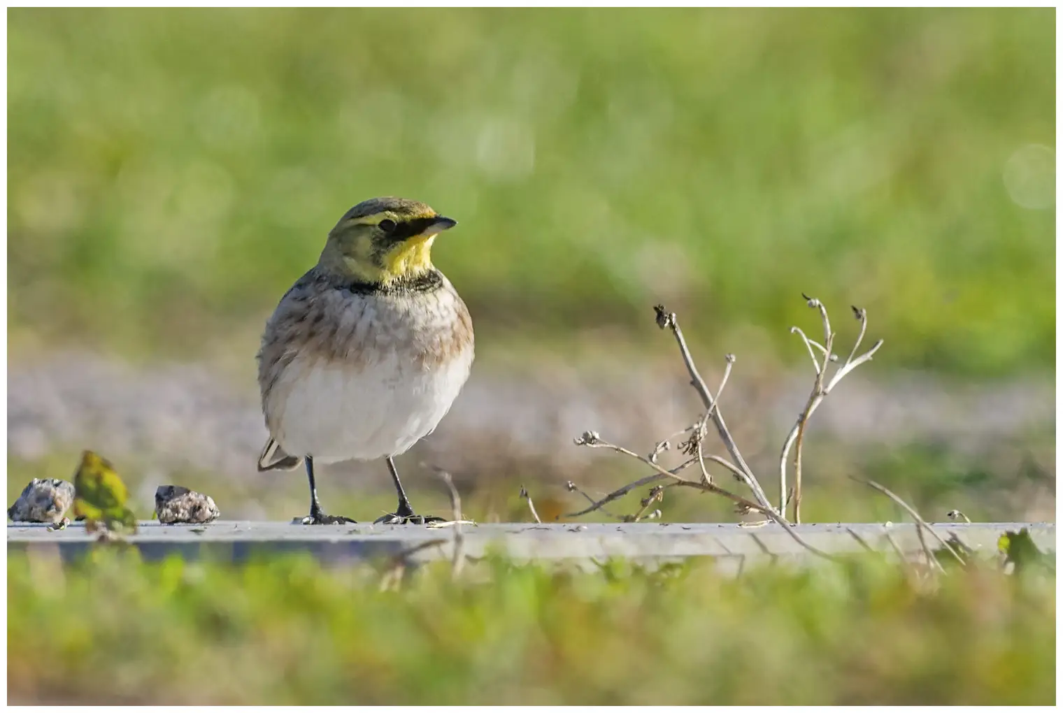 Horned Lark. Characteristic head markings in yellow and black. Black legs, which are darker than in other larks.