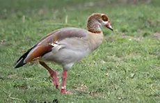 Egyptian Goose