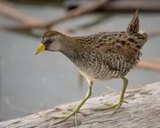 Spotted Crake