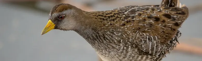 Spotted Crake