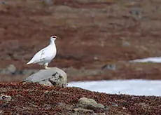 Rock Ptarmigan