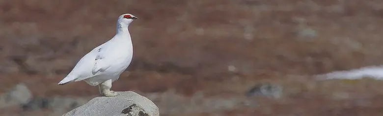 Rock Ptarmigan