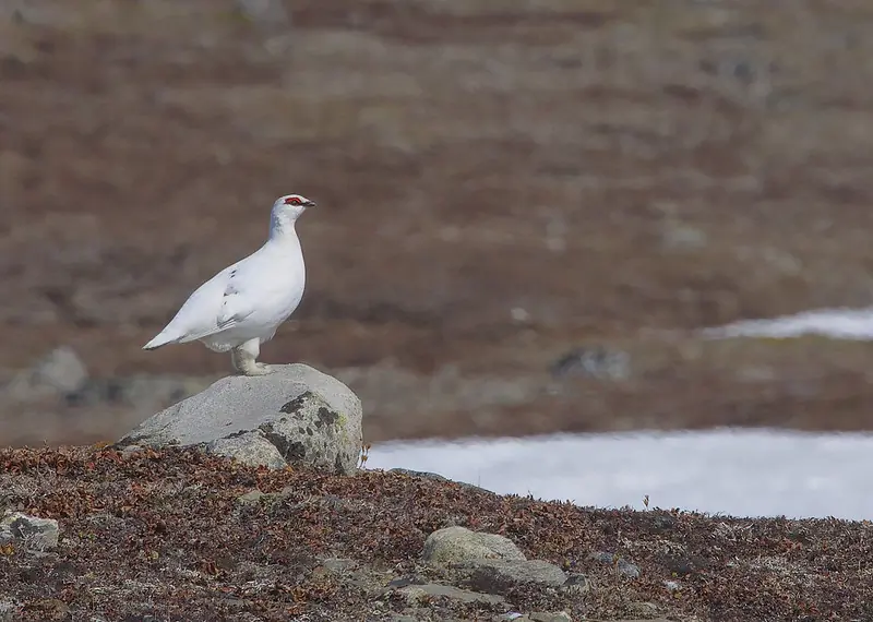 Rock Ptarmigan