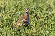 Red-legged Partridge