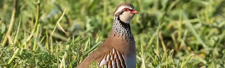 Red-legged Partridge