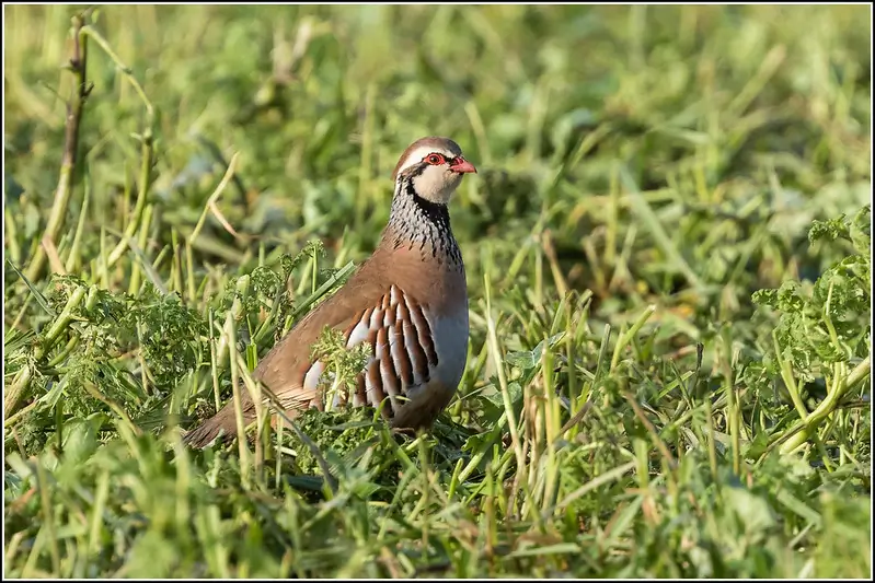 Red-legged Partridge