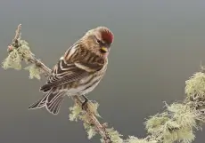 Lesser Redpoll