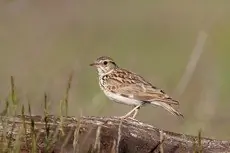 Wood Lark