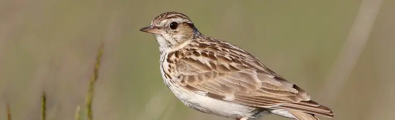 Wood Lark
