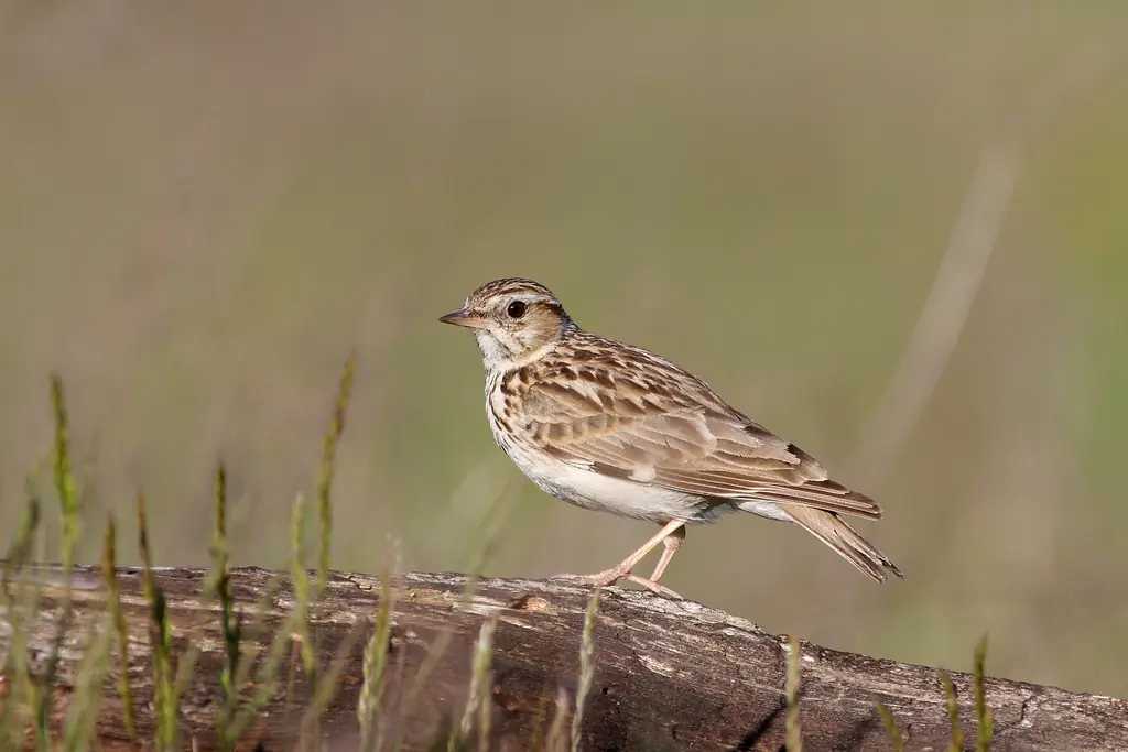 Wood Lark