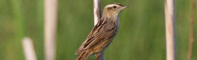 Aquatic Warbler. Here it is sitting on a vertical branch. A yellow stripe on its head and black stripes on its wings.