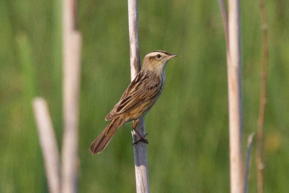 Aquatic Warbler. Here it is sitting on a vertical branch. A yellow stripe on its head and black stripes on its wings.