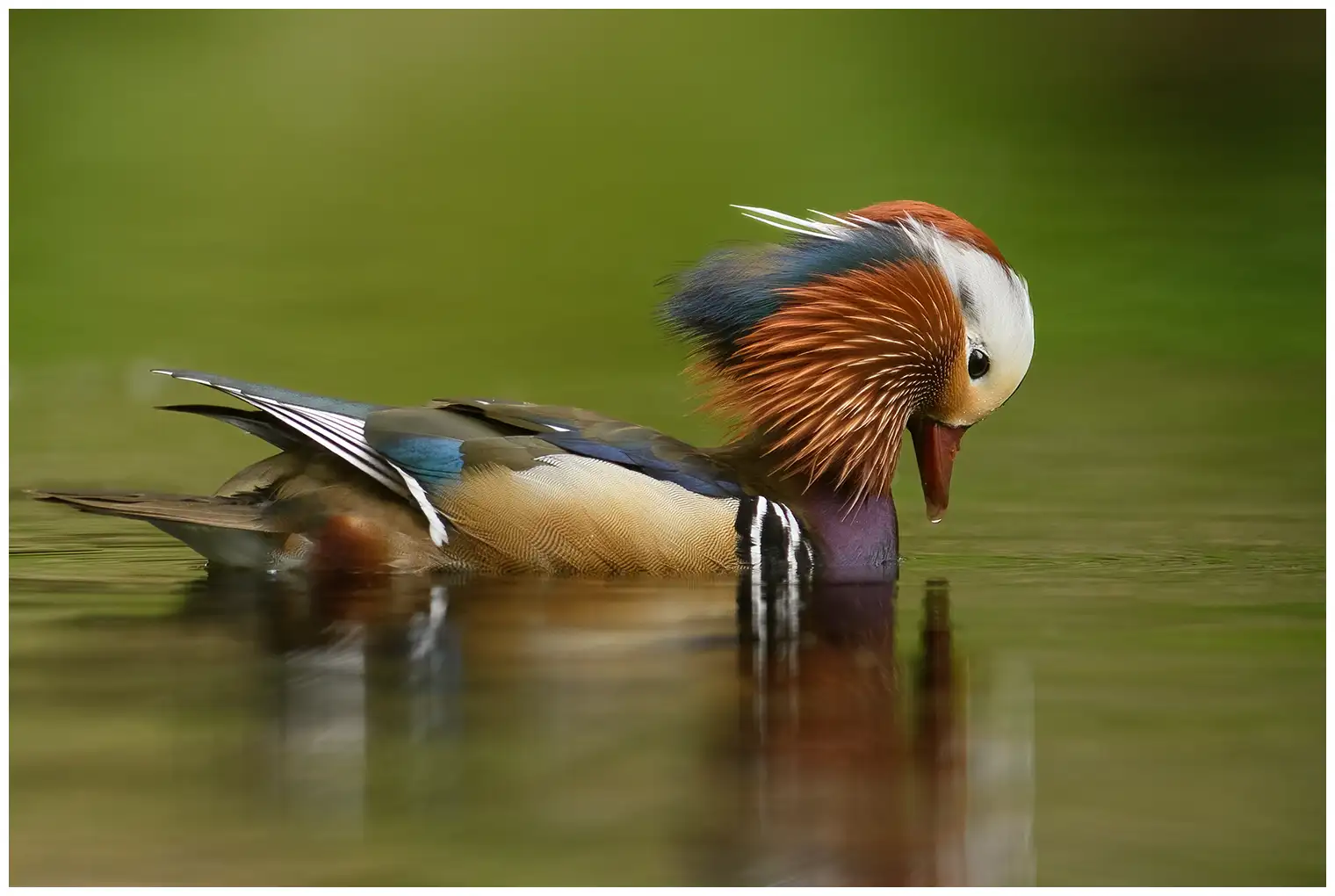 Mandarin Duck
