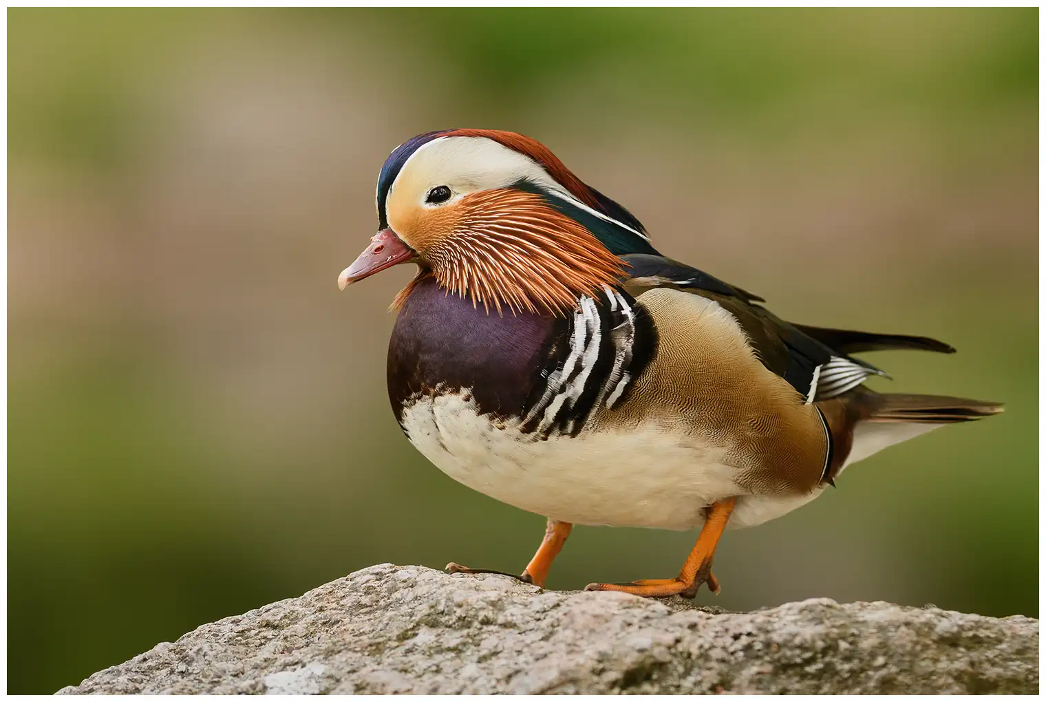 Mandarin Duck