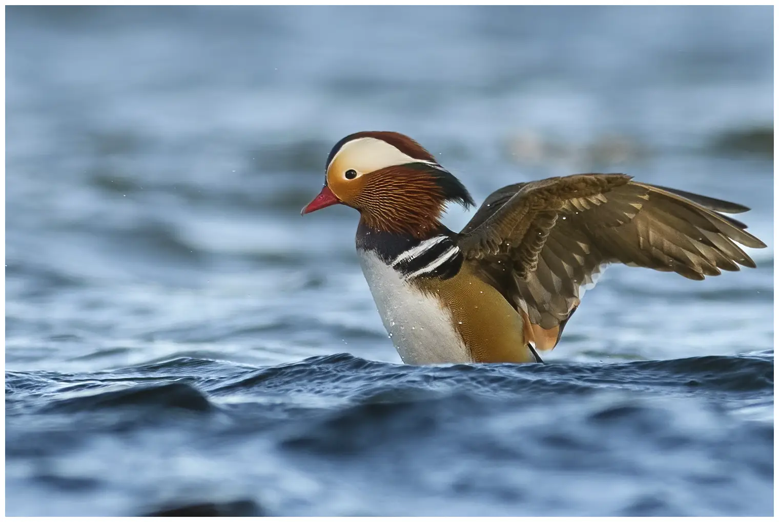 Mandarin Duck