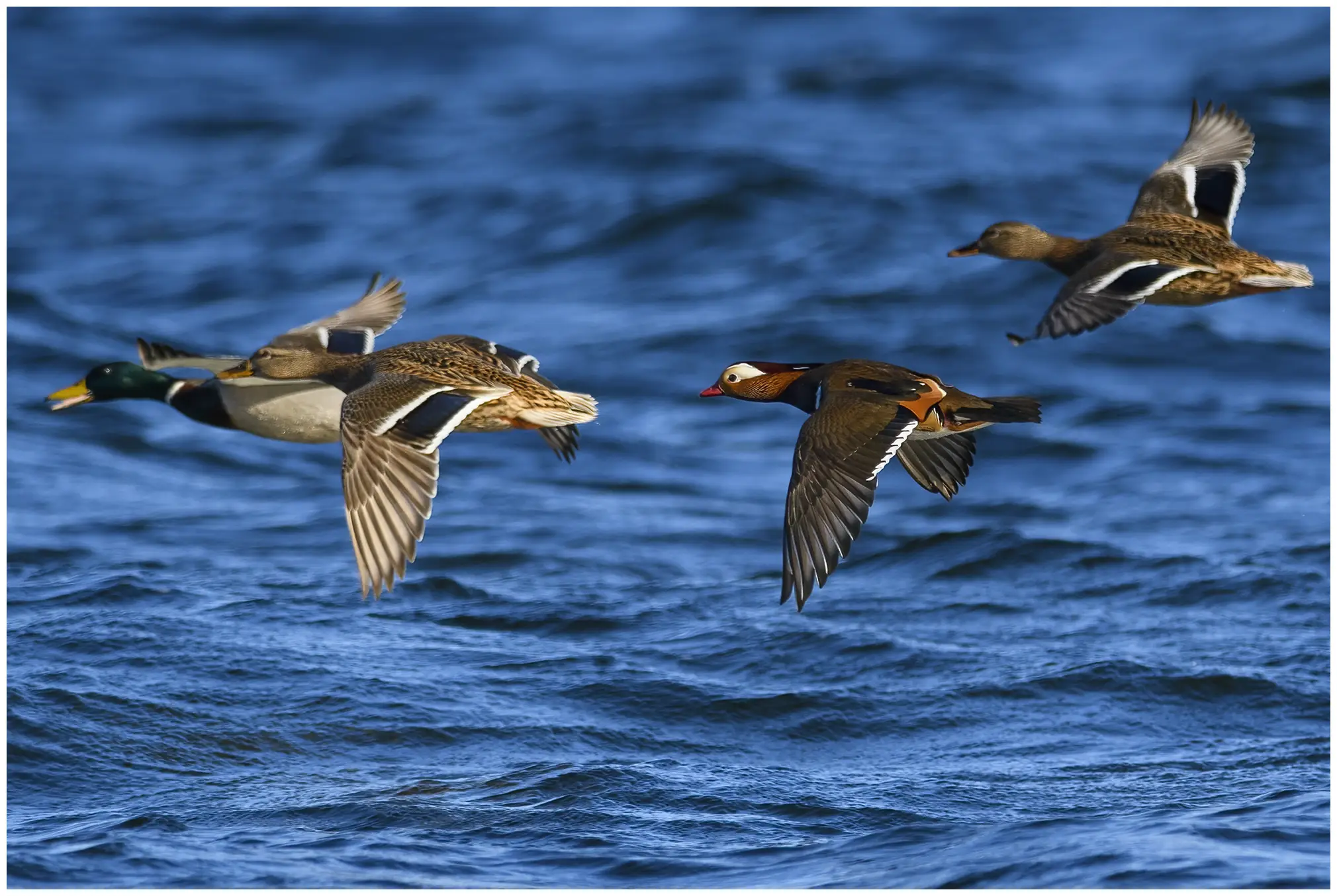 Mandarin Duck