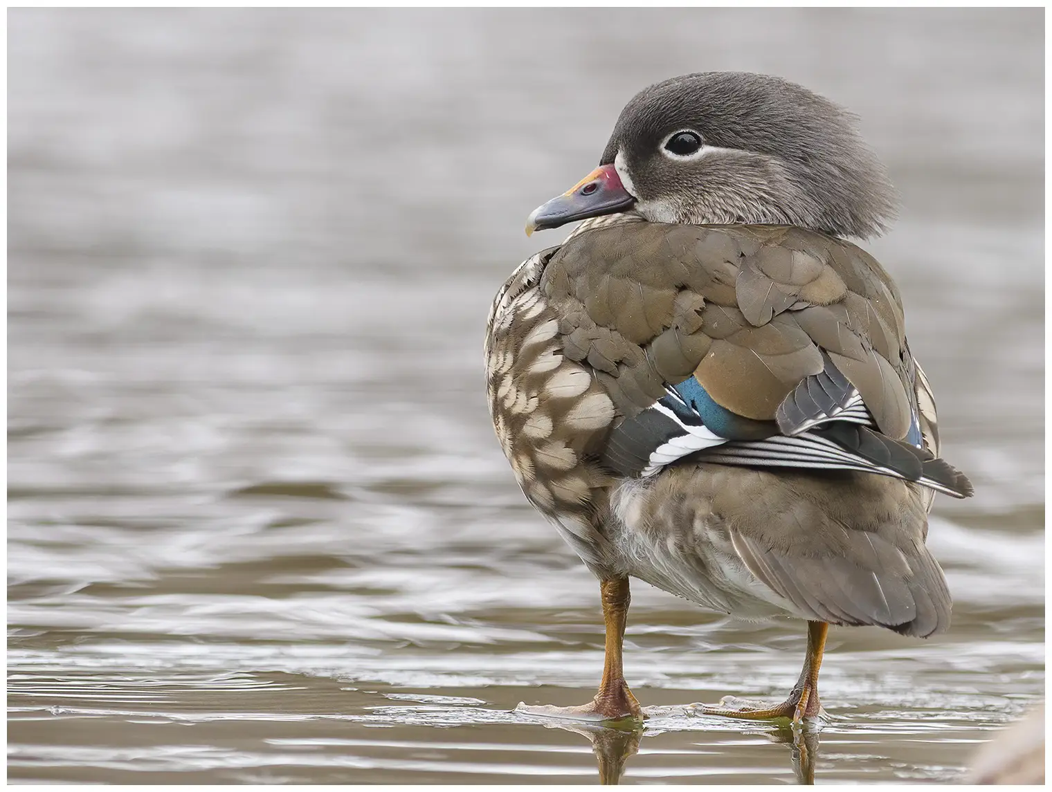 Mandarin Duck