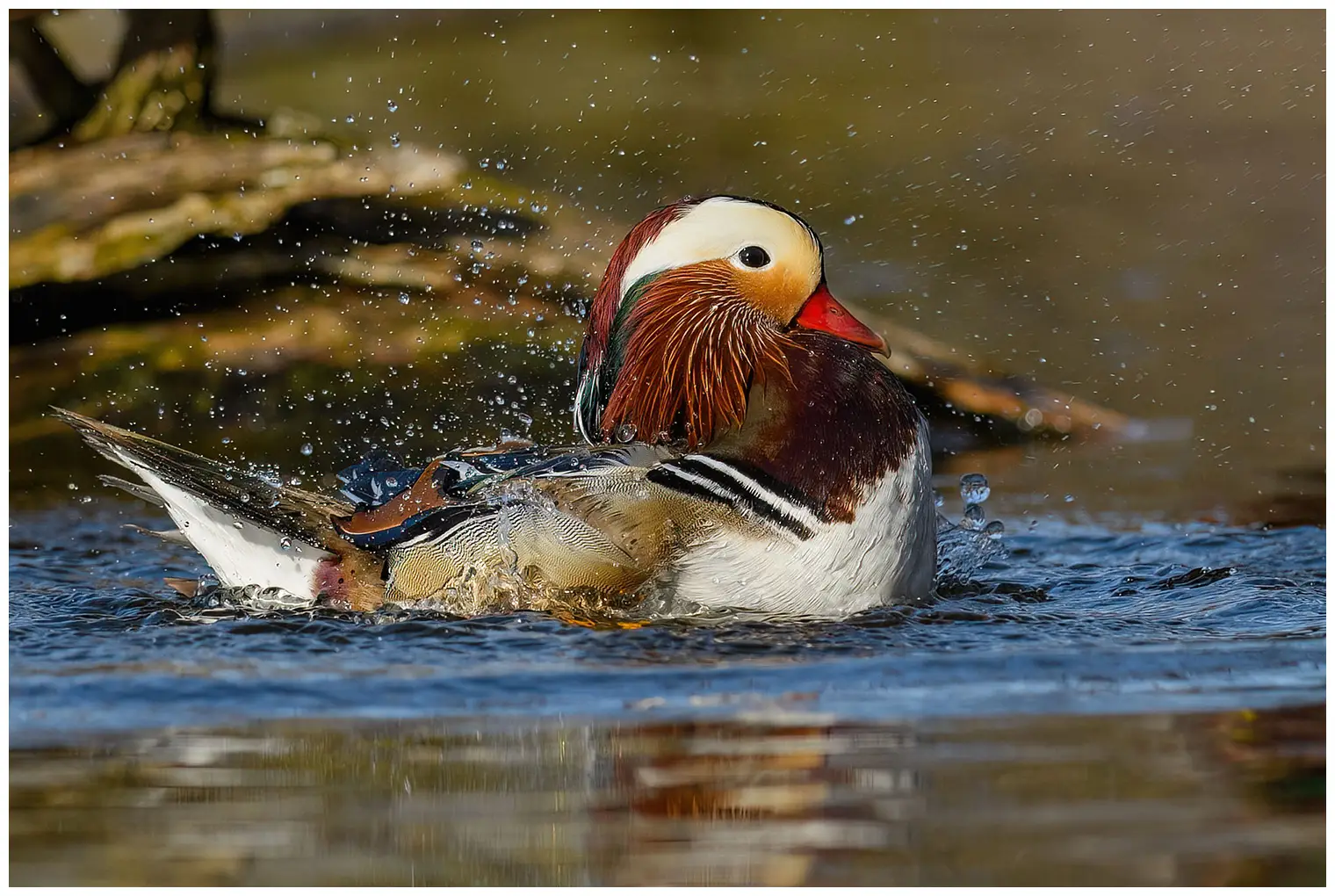 Mandarin Duck