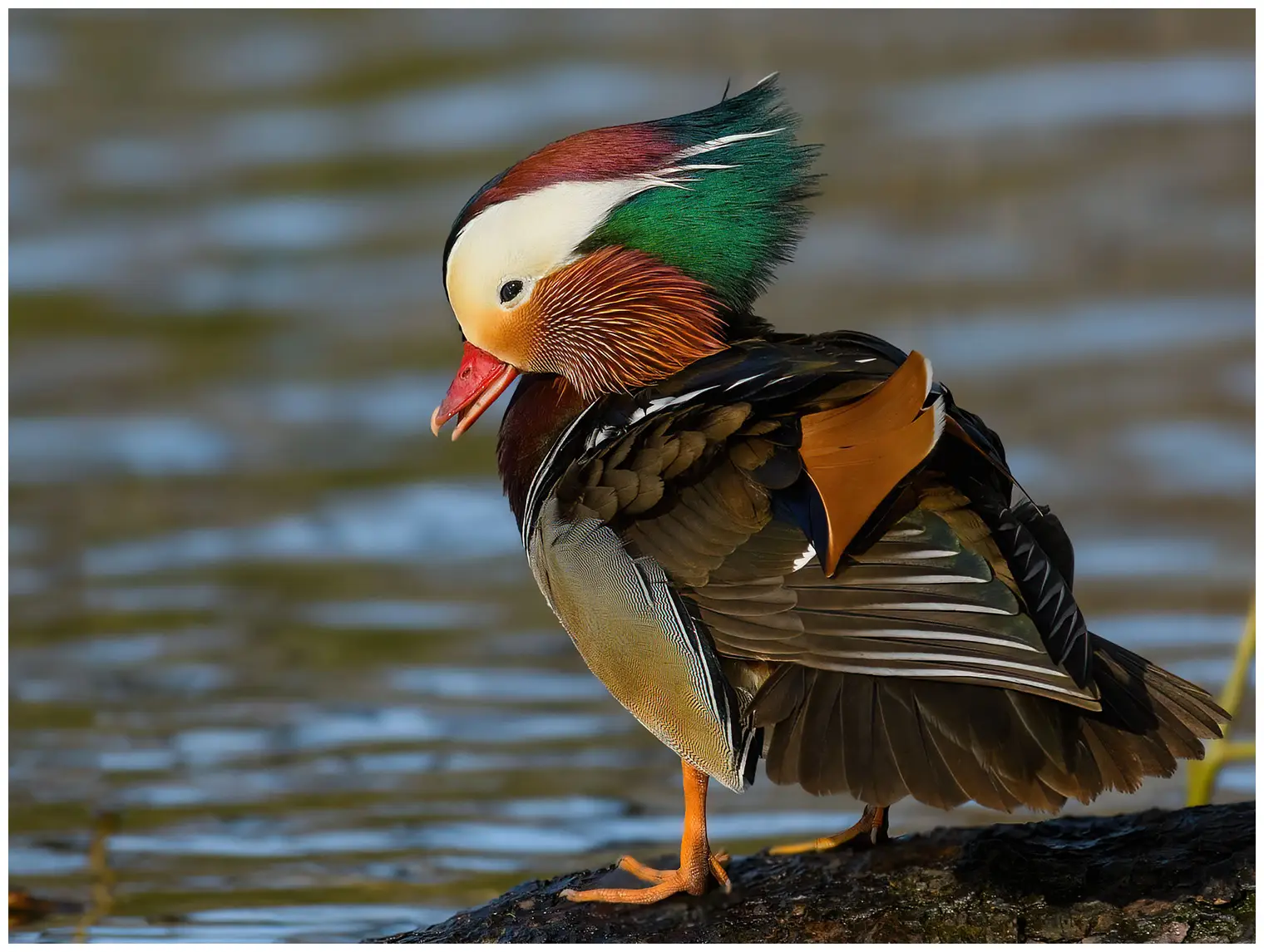 Mandarin Duck