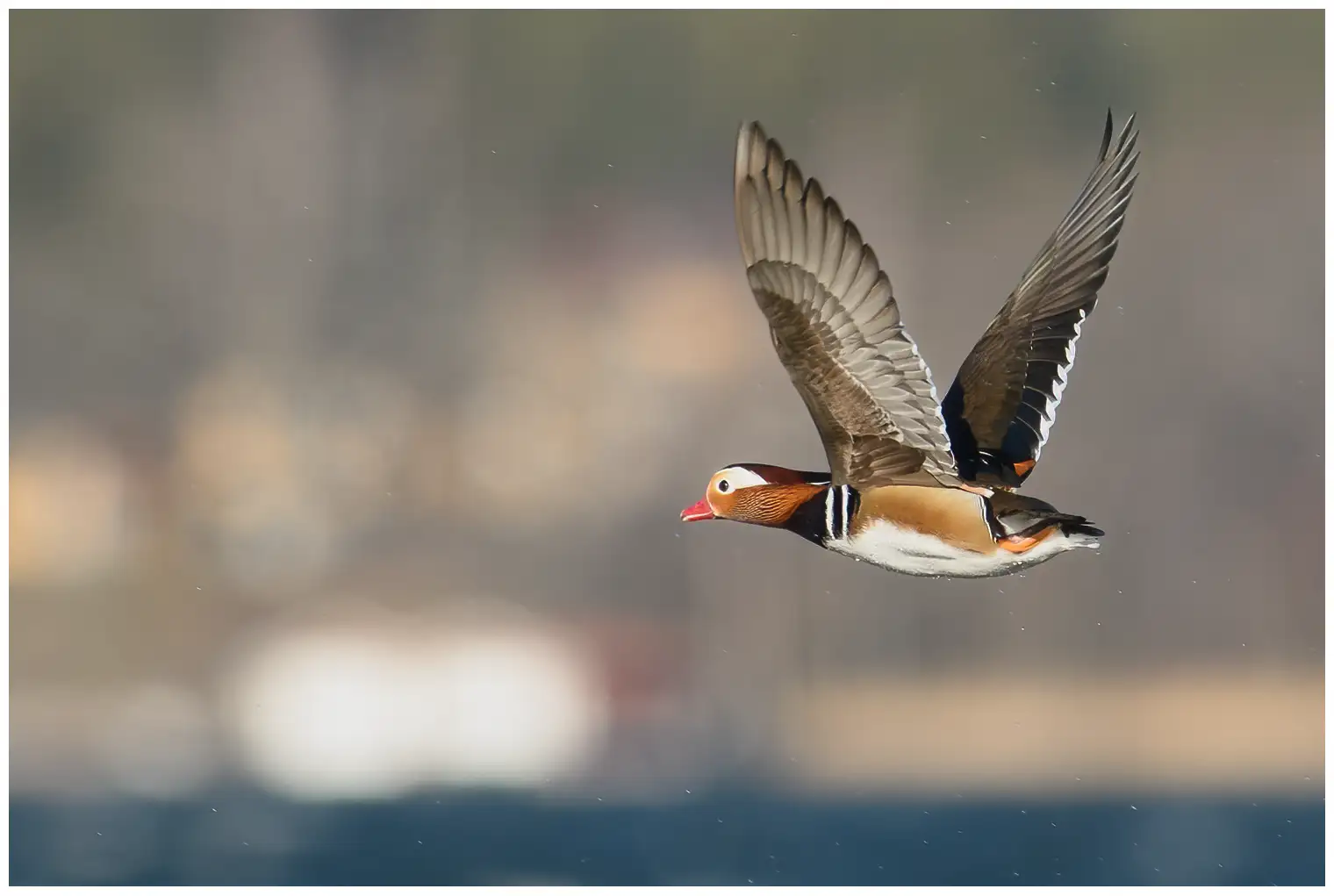 Mandarin Duck