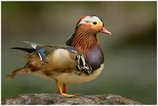 Mandarin Duck