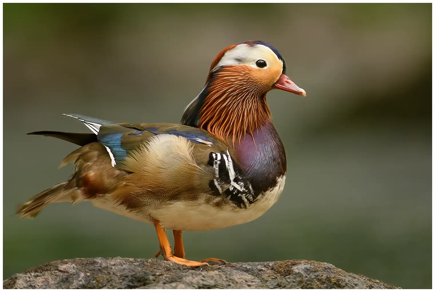 Mandarin Duck. Extremely colorful bird with brown, blue, green, purple, reddish and white details.