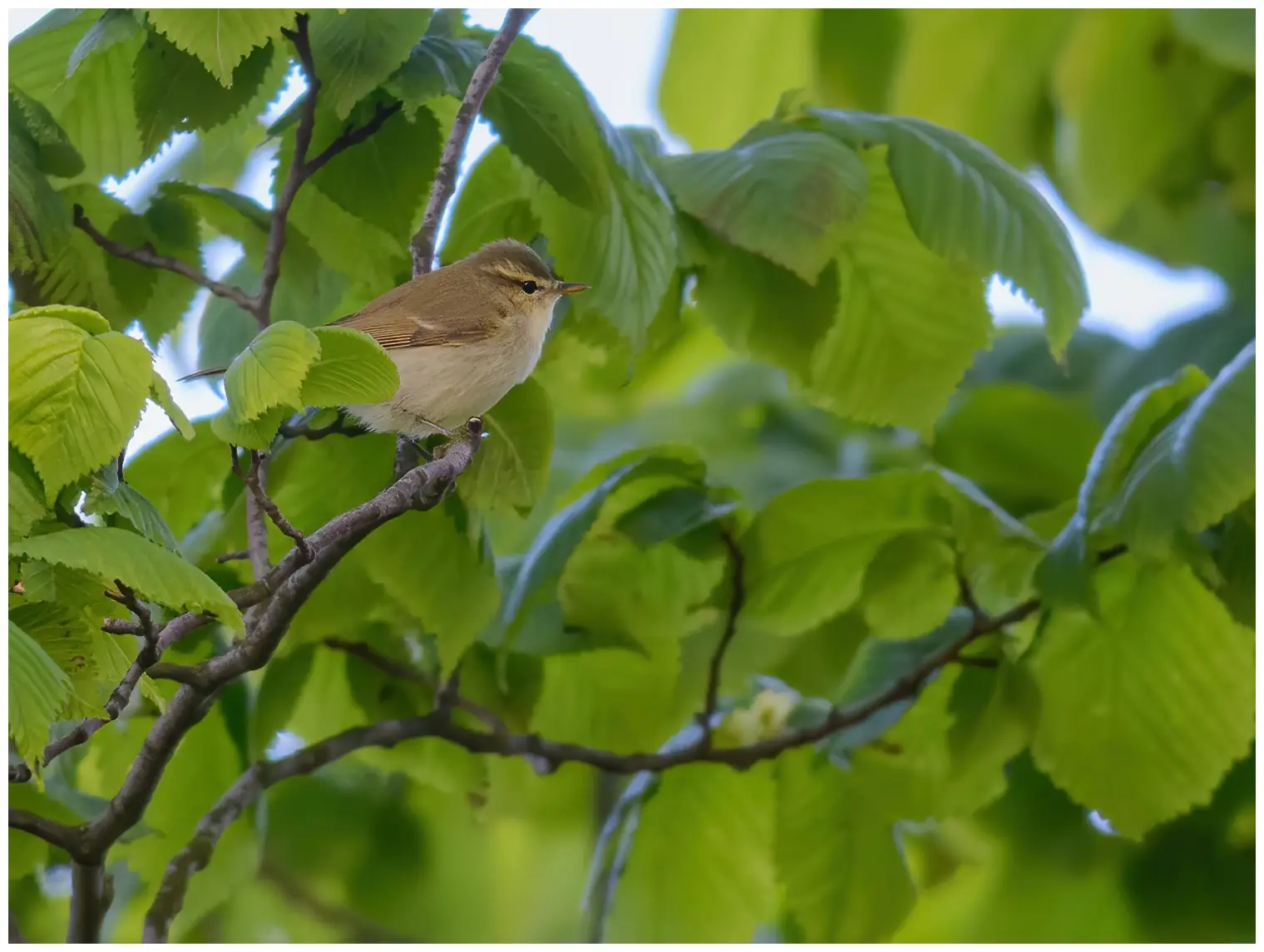 Greenish Warbler