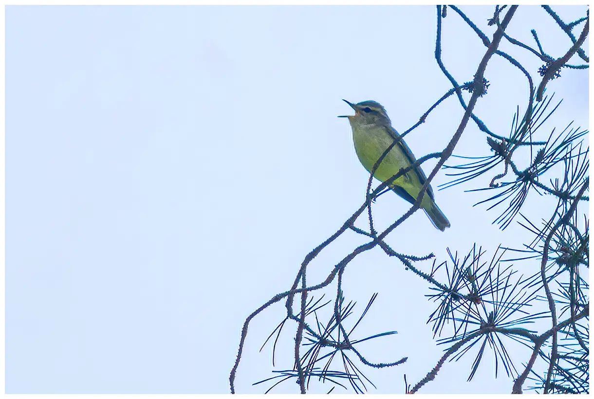 Greenish Warbler
