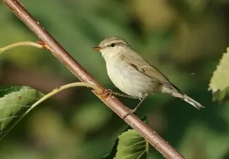 Greenish Warbler