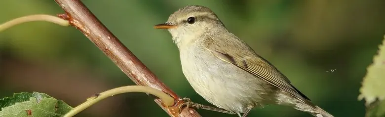 Greenish Warbler. Here sitting on a branch. Has a thin, light wing band. The grey color of the upperside has a greenish tinge.