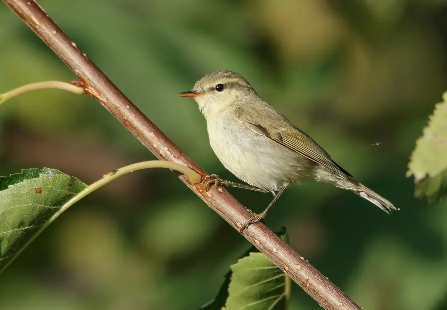 Greenish Warbler. Here sitting on a branch. Has a thin, light wing band. The grey color of the upperside has a greenish tinge.