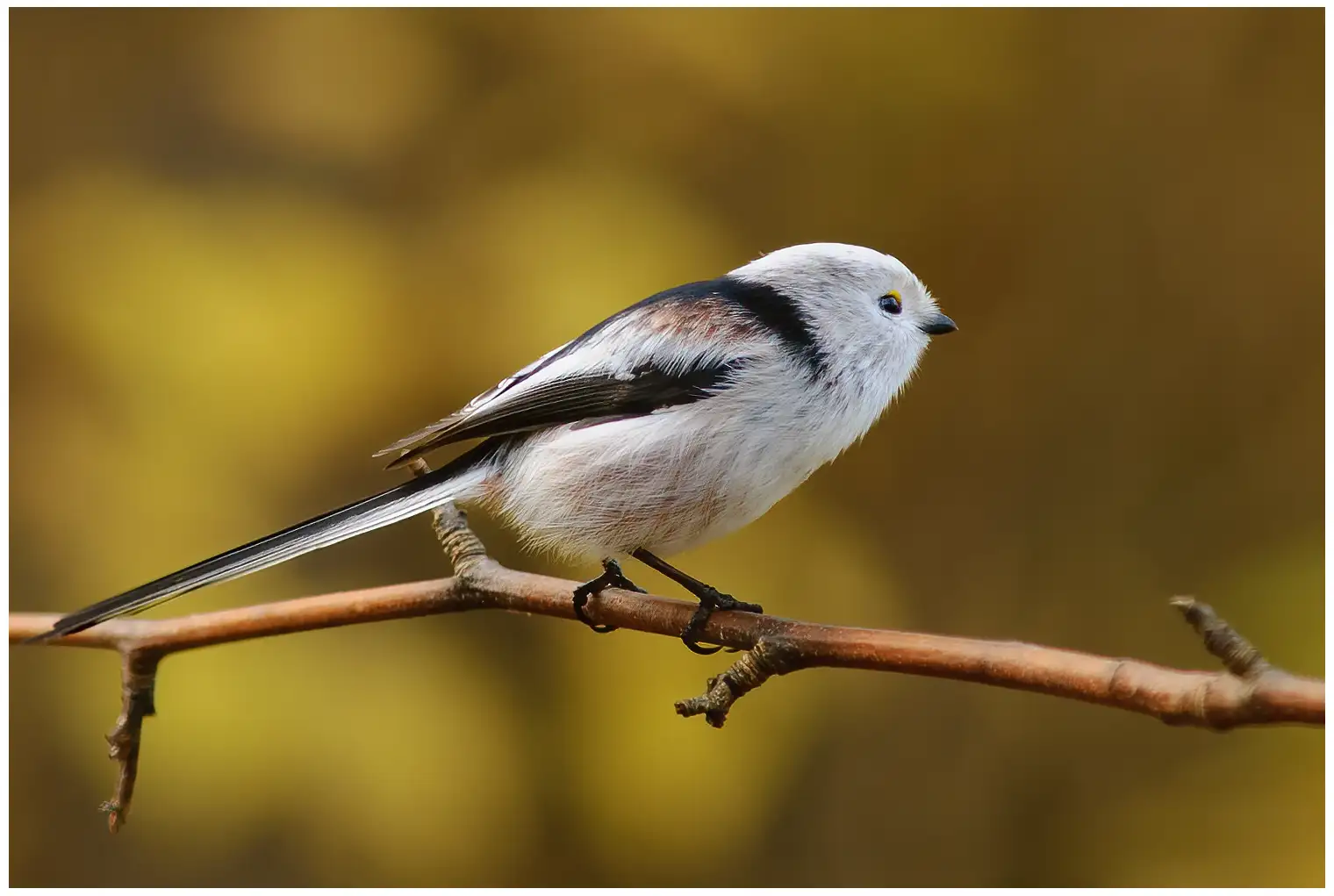 Northern Long-tailed Tit