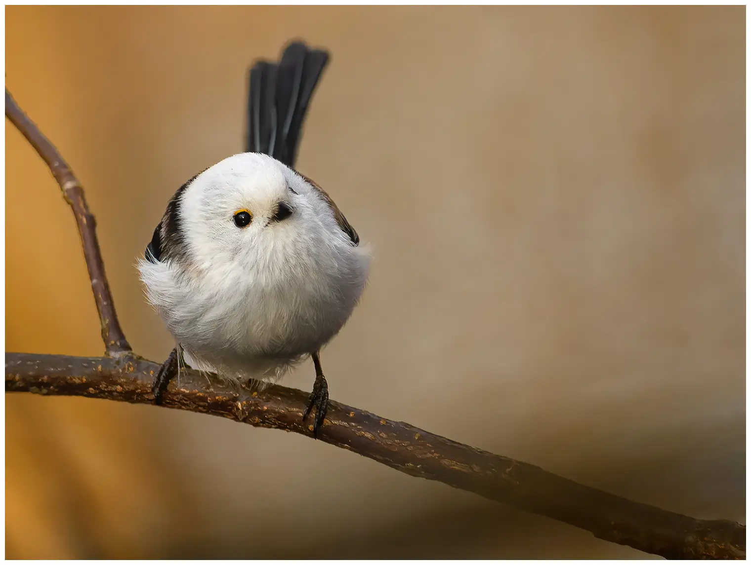 Northern Long-tailed Tit
