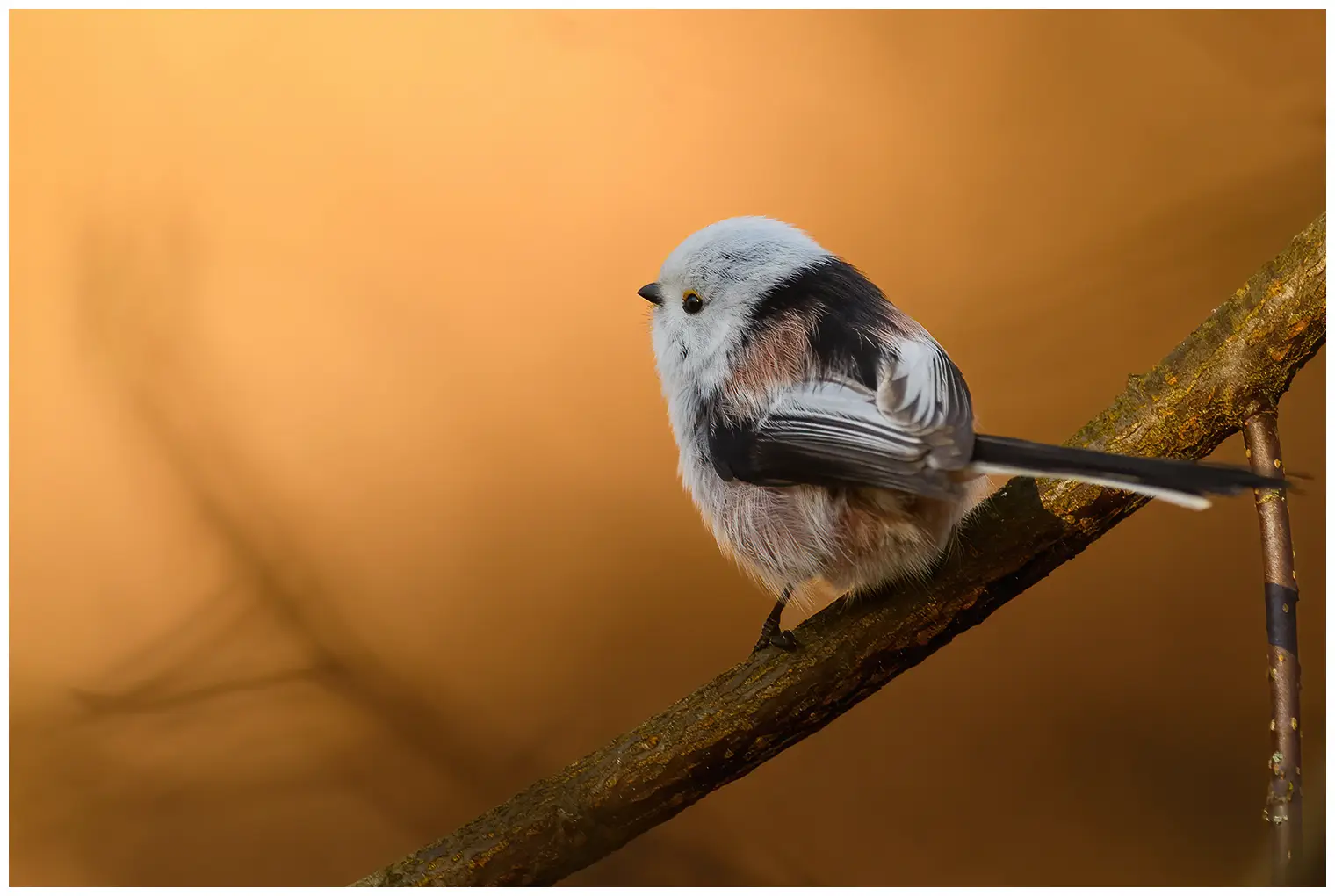 Northern Long-tailed Tit