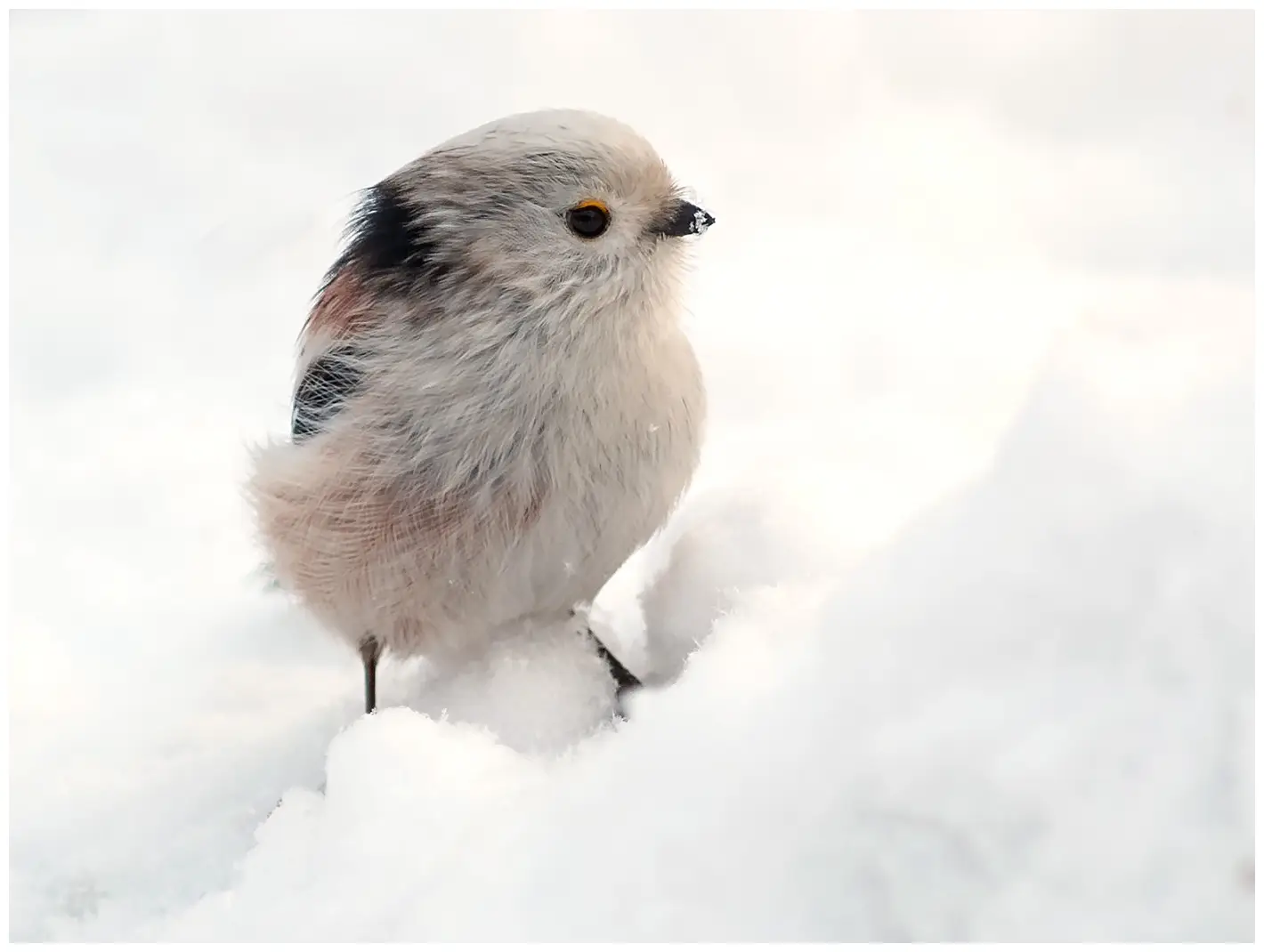 Northern Long-tailed Tit