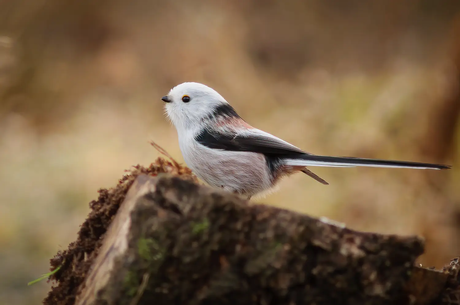 Northern Long-tailed Tit