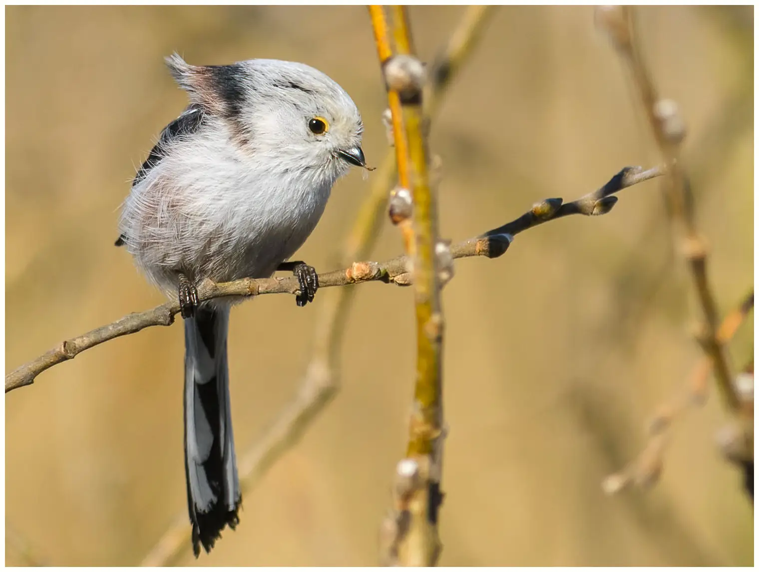 Northern Long-tailed Tit